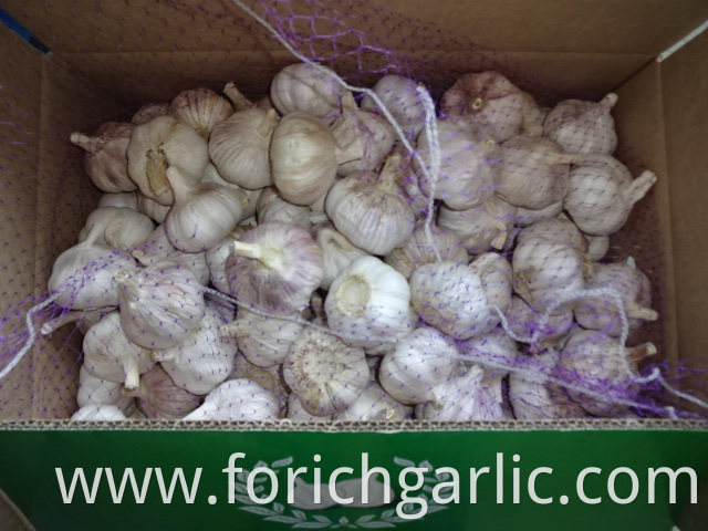Size 5 0cm Normal Garlic